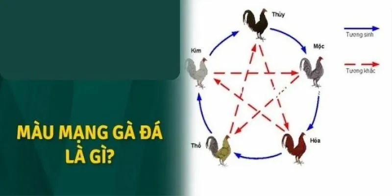 Màu gà mạng - Mẹo chọn gà chọi tuân theo ngũ hành giúp tăng tỷ lệ thắng